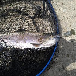 クランクベイトに好反応